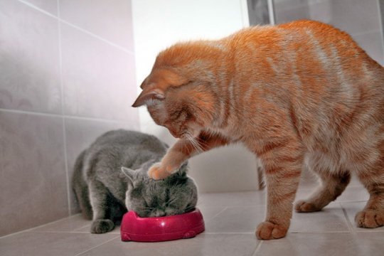 bowl-cat-cats-dinner-mean-favim-com-263960.jpg